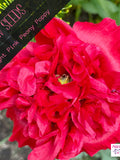 Poppy - Peony - Flower Seeds - Bright Pink Double Ruffle Beauty for Your Garden flower seeds