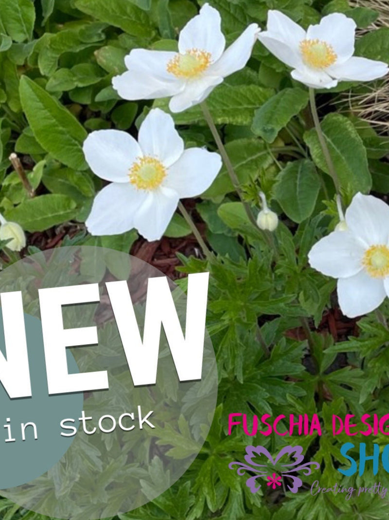 Snowdrop Windflower Anemone - Flower Seeds flower spore