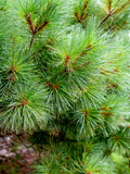 White Pine Tree Seeds - Heirloom, Open Pollinated, Non GMO - Grow Outdoors, In Pots, Grow Beds, Soil, Hydroponics & Aquaponics seeds bulk