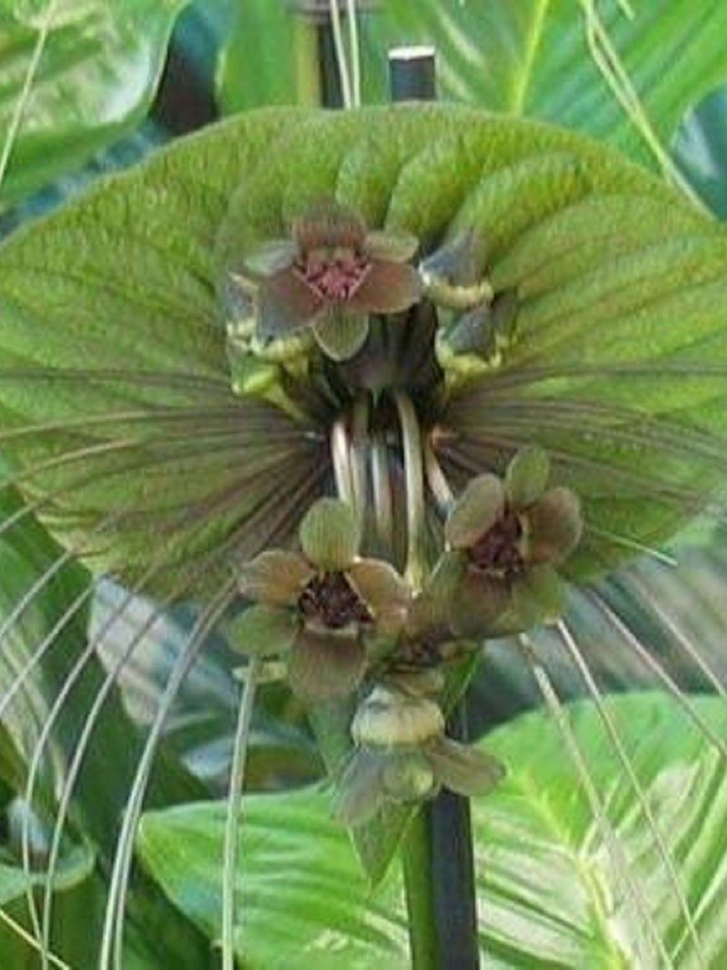 Green Bat Flower - Tacca plantaginea - Rare 'Plant' Seeds - Bat Plant, Devil Flower, Cats Whiskers, Green-Brown,Tacca integrifolia,Bats Wing flower spore
