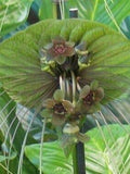 Green Bat Flower - Tacca plantaginea - Rare 'Plant' Seeds - Bat Plant, Devil Flower, Cats Whiskers, Green-Brown,Tacca integrifolia,Bats Wing flower spore