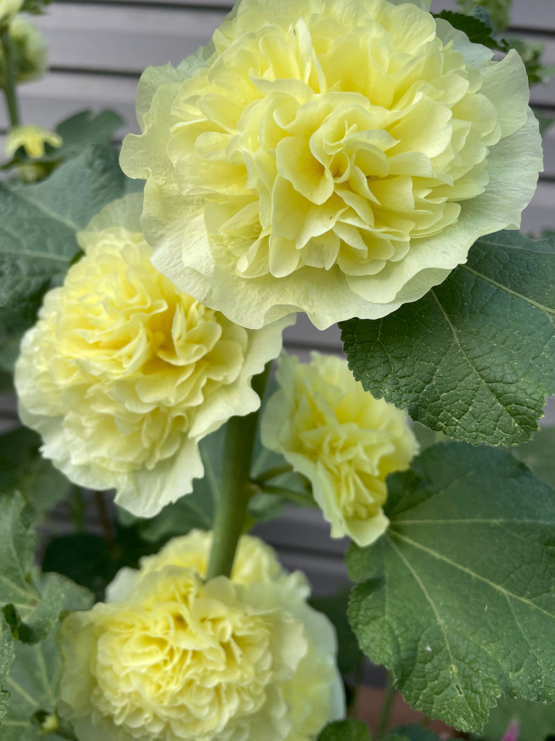 Double Hollyhock Seeds, Mixed Colours seeds bulk
