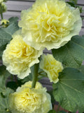 Double Hollyhock Seeds, Mixed Colours seeds bulk