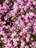 BabyÕs Breath Flower Seeds - Grow Beautiful Flowers Indoors, Outdoors, In Pots, Grow Beds, Soil, Hydroponics & Aquaponics flower seeds