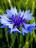 Blue Cornflower Seeds - Grow Beautiful Flowers Indoors, Outdoors, In Pots, Grow Beds, Soil, Hydroponics & Aquaponics flower spore