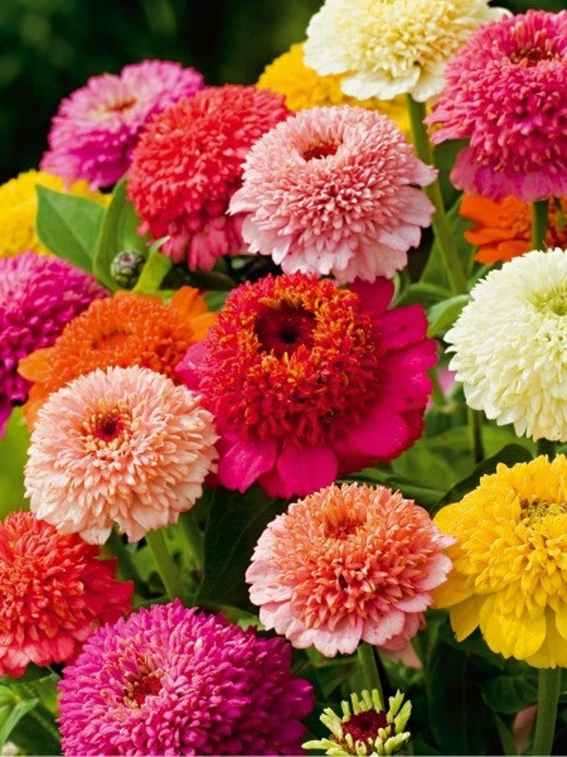 Zinnia Scabiosa Flowered Mix Seeds, Zinnia Elegans (40 Premium Seeds) flower seeds