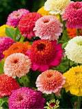 Zinnia Scabiosa Flowered Mix Seeds, Zinnia Elegans (40 Premium Seeds) flower seeds