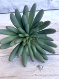 Faux Succulent in Green - Artificial Succulents- faux plants