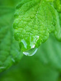 Bulk Lemon Balm Seeds, Melissa Officinalis ME011C seeds bulk