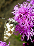 BLAZING STAR SEEDS -  Liatris Spicata / Prairie Feather / Kansas Gay Feather / Snake Wort / Liatris Callilepis seeds bulk