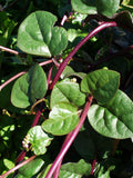 Red Malabar Spinach Seeds | Heirloom | Organic seeds bulk
