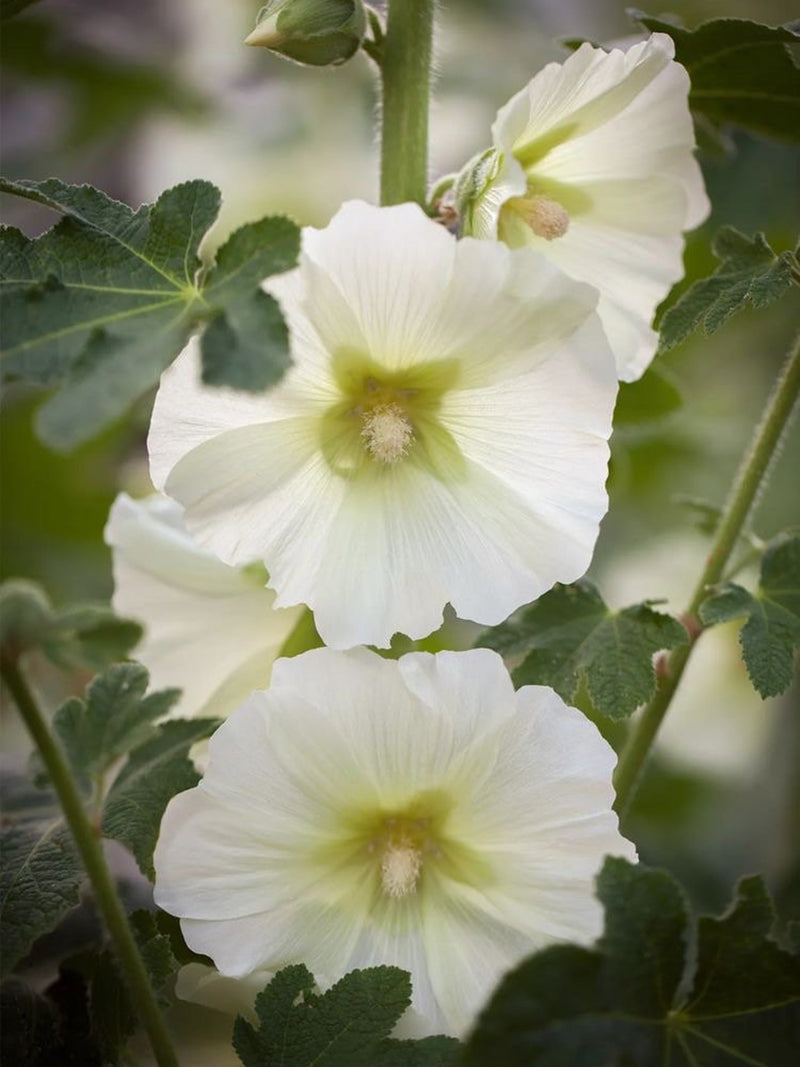 20 Seeds Hollyhock Cottage  cream Seeds  (Perennial) FLOWER DELIVERY