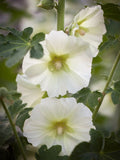 20 Seeds Hollyhock Cottage  cream Seeds  (Perennial) FLOWER DELIVERY