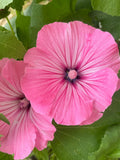 Lavatera - Flower Seeds - Pink and White Flowers flower spore