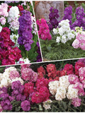 STOCKS TEN WEEK Dwarf Seeds - Double Florets Bloom All Season Long l Fragrant Flowers of Pink Red Mauve & White - Dwarf Stock Flower Seeds flower seeds