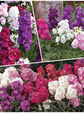 STOCKS TEN WEEK Dwarf Seeds - Double Florets Bloom All Season Long l Fragrant Flowers of Pink Red Mauve & White - Dwarf Stock Flower Seeds flower spore