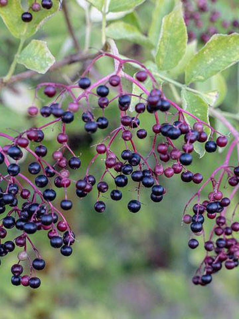 Bulk Black Elderberry Seeds, Sambucus Nigra, Common Elder SB3050 seeds bulk