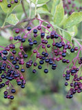 Bulk Black Elderberry Seeds, Sambucus Nigra, Common Elder SB3050 seeds bulk
