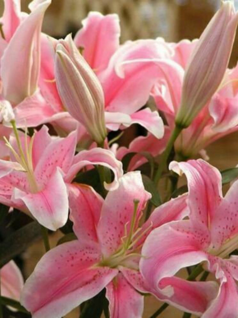 50pcs Pink Rare Lily Flower Seeds Planting Flower Lilium Perfume Garden Plant.(#2545) seeds bulk