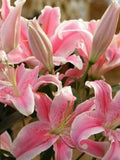 50pcs Pink Rare Lily Flower Seeds Planting Flower Lilium Perfume Garden Plant.(#2545) seeds bulk
