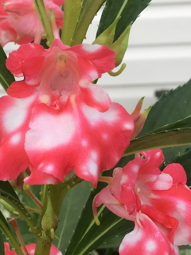 PEPPERMINT STICK BALSAM - Heirloom Garden Impatiens Balsamina l Rose Balsam l Camellia Balsam Red Flowers l Touch Me Not - Non Gmo Seeds flower seeds