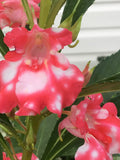 PEPPERMINT STICK BALSAM - Heirloom Garden Impatiens Balsamina l Rose Balsam l Camellia Balsam Red Flowers l Touch Me Not - Non Gmo Seeds flower seeds