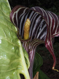 Wallach's Cobra Lily - Arisaema propinquum - Rare 'Plant' Seeds - Jack in the Pulpit, Red-White, Indian Turnip, Brown Dragon, Cobra Plant flower spore