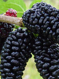 Mulberry Black Seeds Berries Seed from Ukraine/ 50 seeds seeds bulk