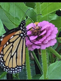 Assorted Zinnia Seeds seeds bulk
