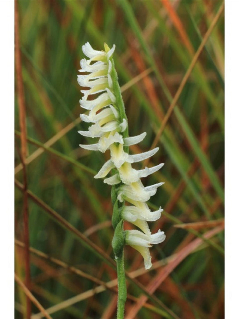 Autumn Lady's Tresses - Spiranthes spiralis 5 Fresh Bulbs flower spore