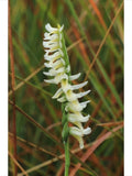 Autumn Lady's Tresses - Spiranthes spiralis 5 Fresh Bulbs flower spore