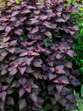 Bulk Purple Shiso Seeds, Sushi wrap, Japanese Cuisine, Perilla Frutscens PE022C seeds bulk