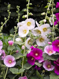 Pink Purple and white Organic HOLLYHOCK SEEDS     Heirloom  Fresh Seeds , Canada grown quality Seeds seeds bulk