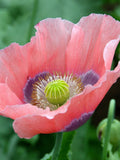 1000 Poppy " THE GIANT "  Giganteum Pink & Purple Flower Seeds PS271MR flower seeds