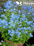 chinese FORGET ME NOT - Firmament 750 seeds - Cynoglossum Amabile - Blue Flower seeds bulk