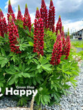 RUSSELL LUPIN the pages RED - 60 seeds - Lupinus Polyphyllus - perennial flower flower seeds