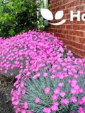 CHEDDAR PINK 150 seeds - Dianthus Gratianopolitanus - Perennial Fragrant Flower flower seeds