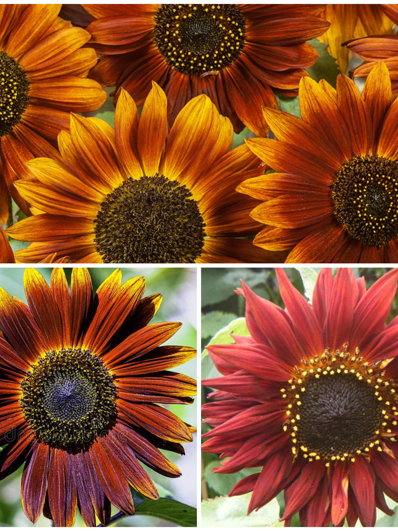 EARTHWALKER SUNFLOWER Seeds - Helianthus annuus / Heirloom Seeds / Sunflower Earth Walker/ Non GMO Seeds flower seeds