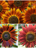 EARTHWALKER SUNFLOWER Seeds - Helianthus annuus / Heirloom Seeds / Sunflower Earth Walker/ Non GMO Seeds flower seeds