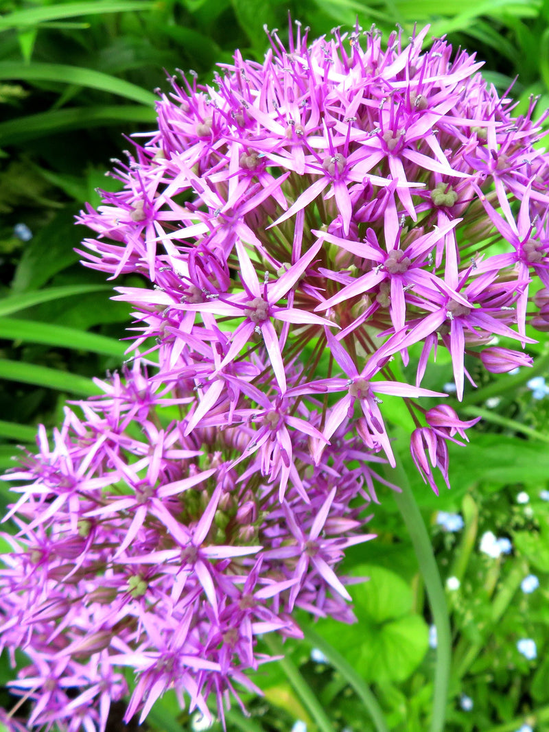 Purple Allium Seeds Perennial Ornamental Onion flower spore