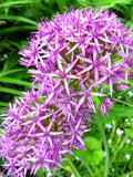 Purple Allium Seeds Perennial Ornamental Onion flower spore