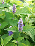 Bulk Peppermint Seeds, Mentha Piperita, Culinary Herbs  MT011C seeds bulk