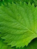 Bulk Green Shiso Seeds, Sushi wrap, Asian Cuisine, Perilla Frutescens var Crispa, Green Ohba, PE012C seeds bulk