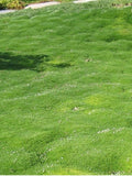 1500 Irish Moss Seeds - Sagina subulata - stunning ground cover that blooms attractive white flowers flower spore