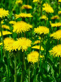 BULK Dandelion Seed Wildcrafted in Alberta Canada. seeds bulk