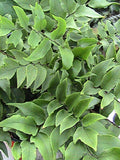 Clivicola Fern Spores/Seeds-Cyrtomium Fortunei Var Clivicola Z5b flower spore