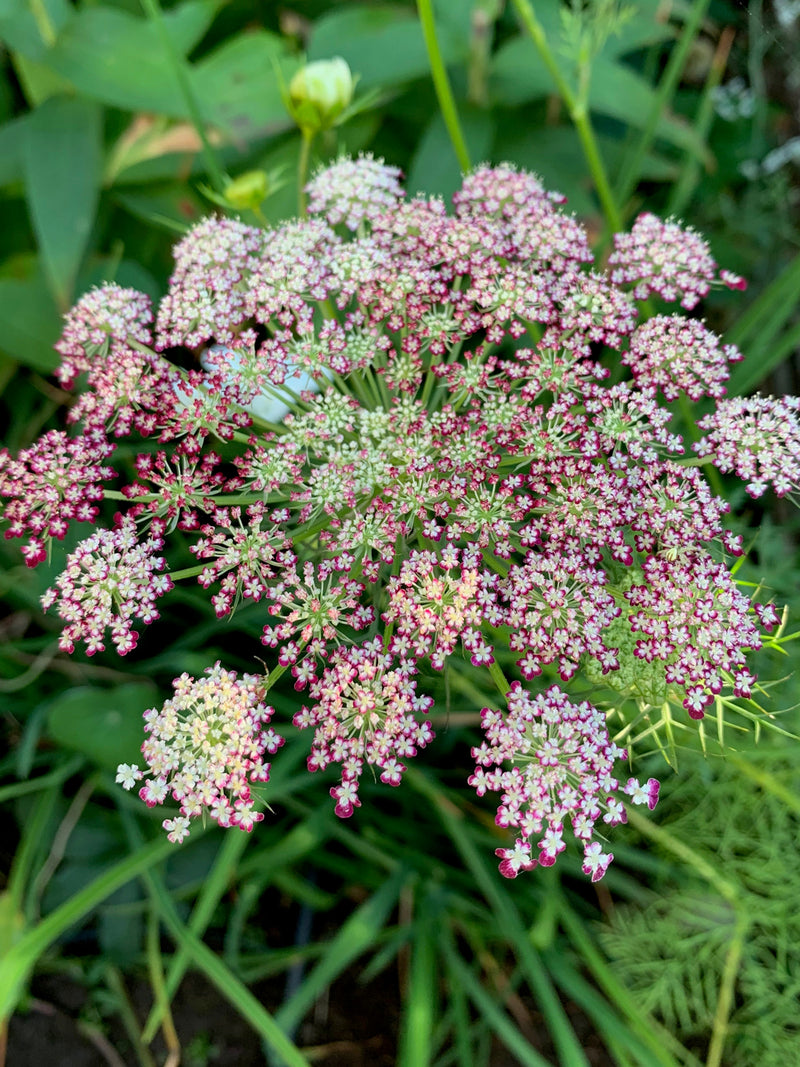 50+ Dara Daucus Flower Seeds / Black Lace False Queen Anne's lace / Ornamental carrot / (D65) F seeds bulk