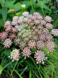50+ Dara Daucus Flower Seeds / Black Lace False Queen Anne's lace / Ornamental carrot / (D65) F flower seeds