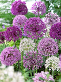 10 seeds lovely  ALLIUM Allium Giganteum Purple Globe Flower Seeds flower spore