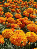 Orange Marigold Flower Seeds - Grow Beautiful Flowers Indoors, Outdoors, In Pots, Grow Beds, Soil, Hydroponics & Aquaponics flower seeds